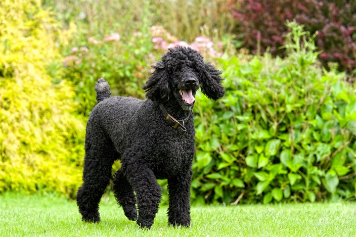 toy-poodle-for-sale-nsw