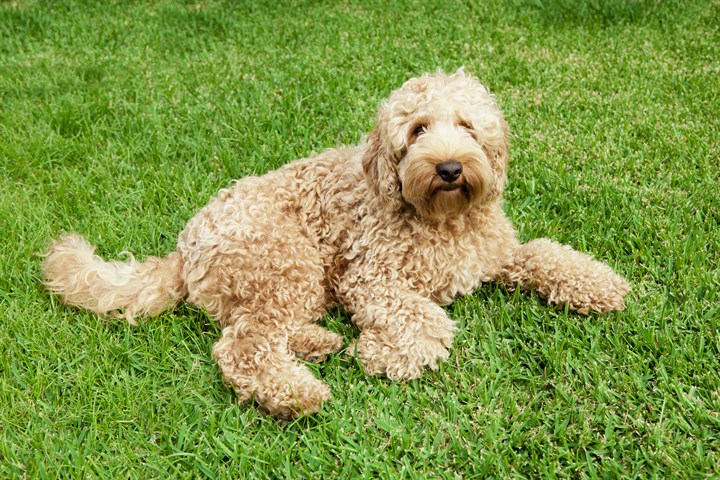 Labradoodle best sale trading post