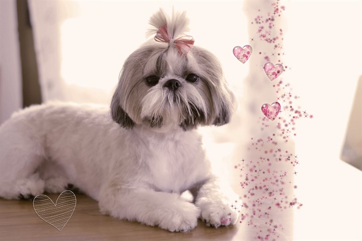 Shih Tzu -2-1