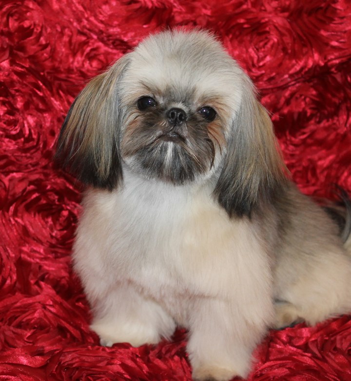 Shih Tzu -3