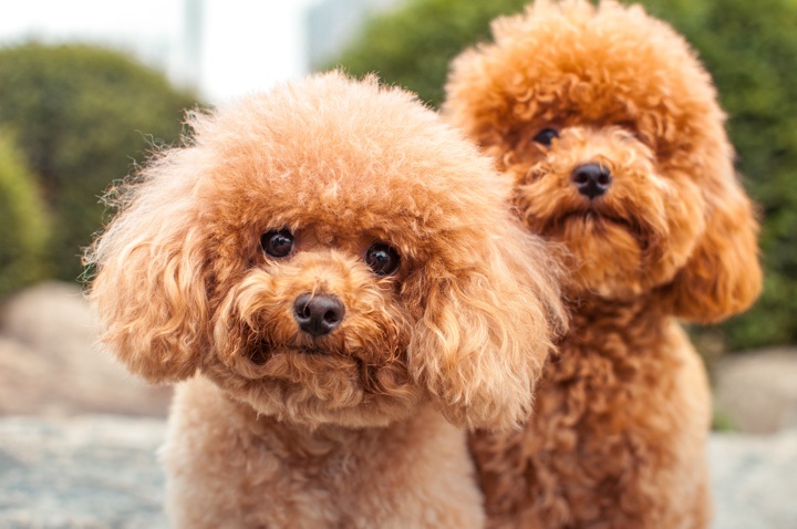 toy poodle for