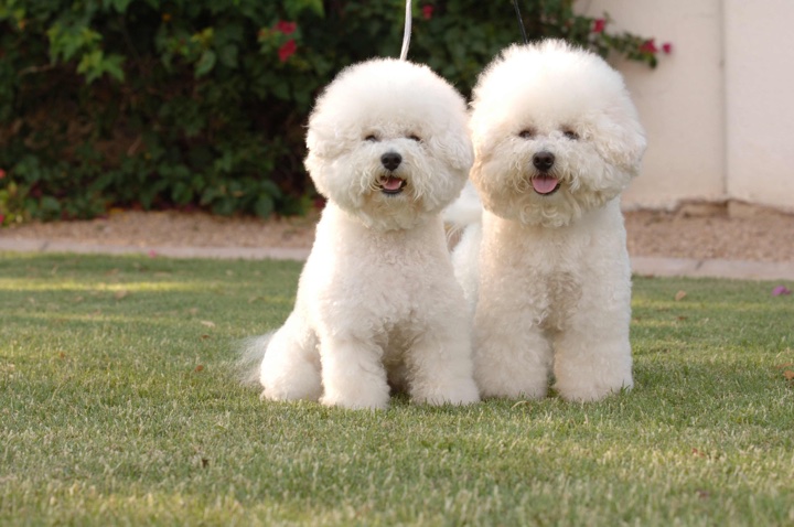 Bichon -Frise