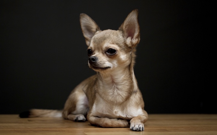 Chihuahua