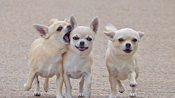 Chihuahuas