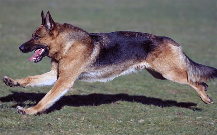 German Shepherd | The Lucky Puppy | Tenterfield | 0436 336 833