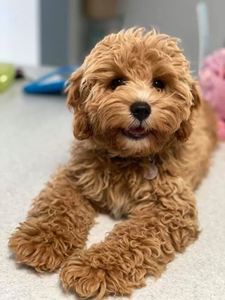 Gracie the Cavoodle